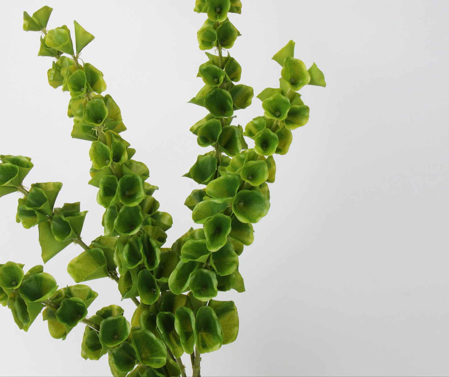 Moluccella laevis(Bells-of-Ireland)95cm