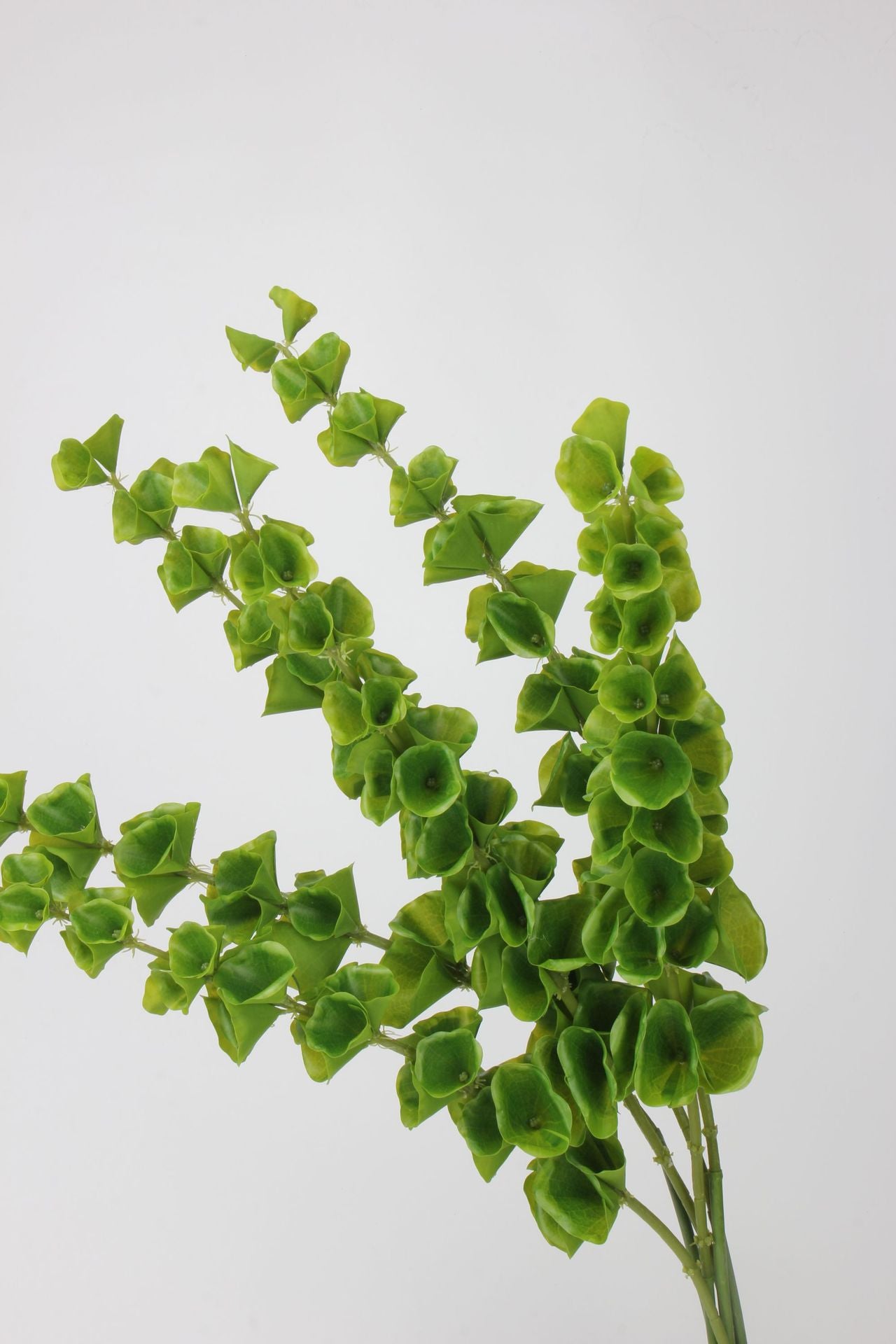 Moluccella laevis(Bells-of-Ireland)95cm