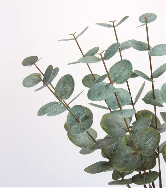 Eucalyptus branch 50cm