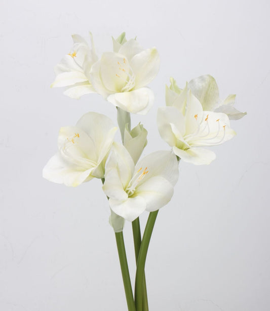 Little Real-touch Clivia 55cm